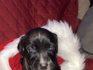 Mixed Breed dogs Thor - Ad 39