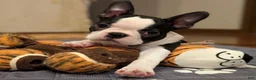 Boston Terrier dogs for sale: Boston Terrier 2 - Ad 5