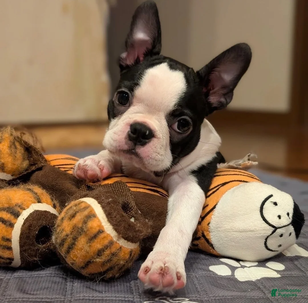 Boston Terrier dogs for sale: Boston Terrier 2 - Ad 5
