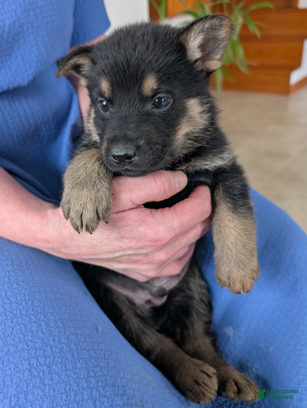 German Shepherd dogs for sale: Ryder  - Ad 12