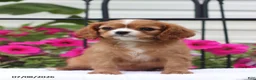 Cavalier King Charles Spaniel dogs for sale: Sophia - Ad 3