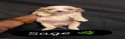 Maltipoo dogs for sale: Sage - Ad 4