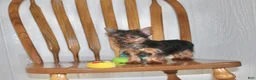 Yorkshire Terrier dogs for sale: Chase - Ad 2