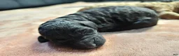 Standard Poodle dogs for sale: Darth Vader - Ad 14