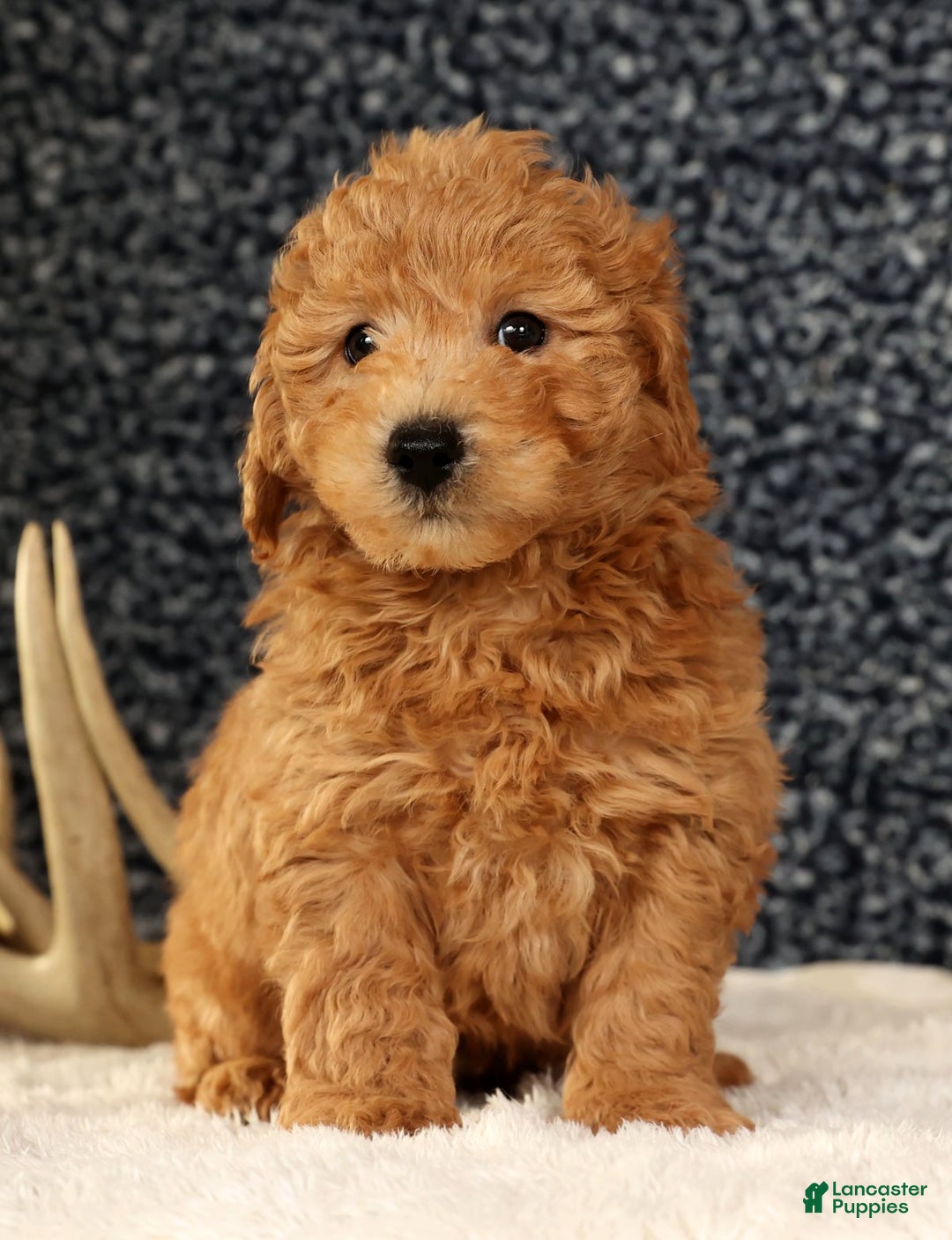 Bichpoo dogs for sale: Carson - Ad 6