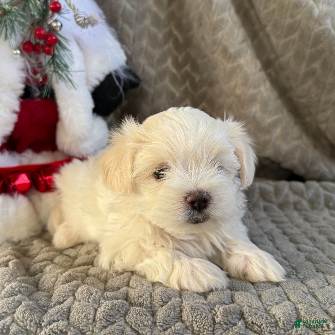 Maltese dogs for sale: Sparkley  - Ad 3
