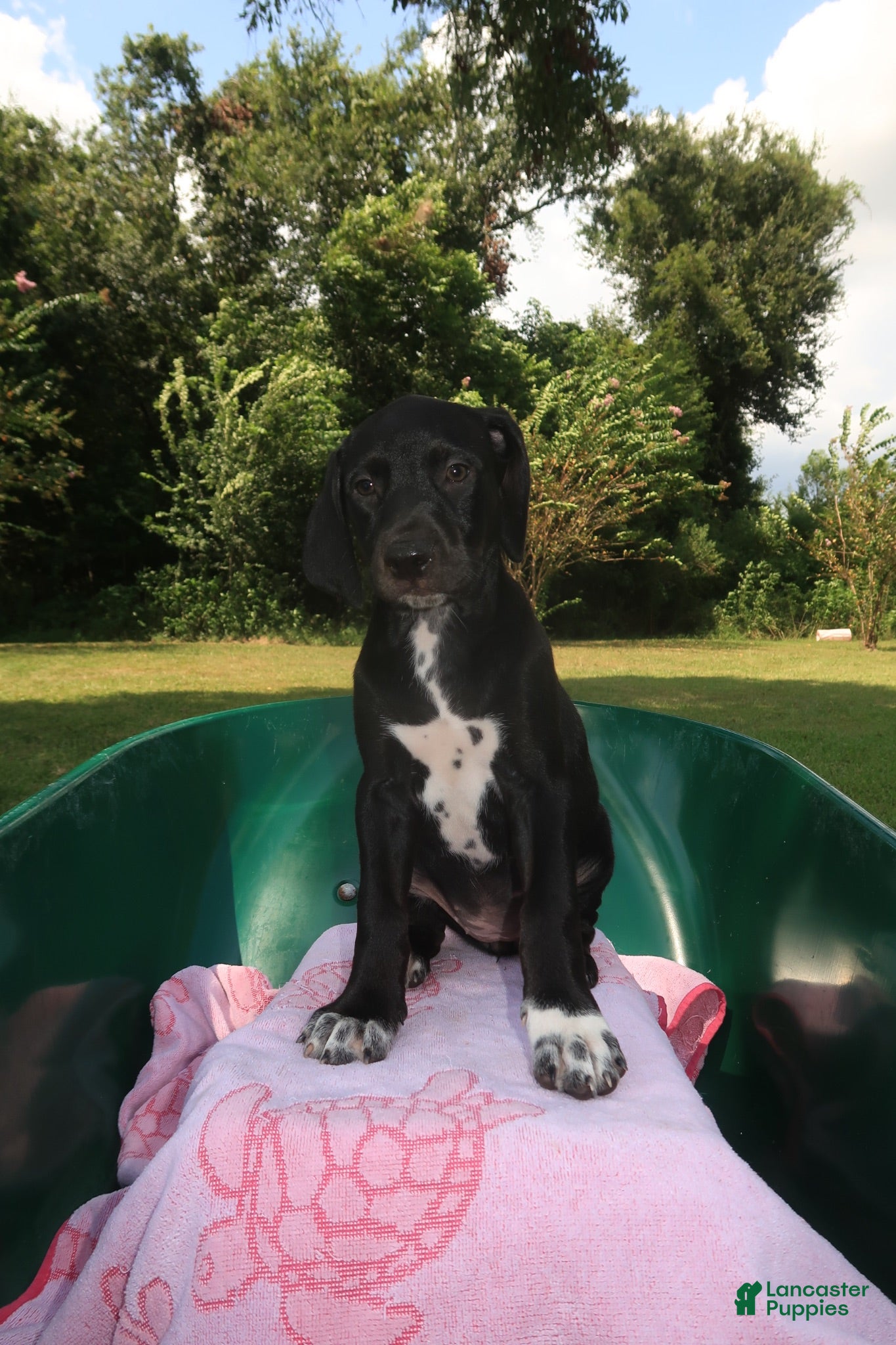Mixed Breed dogs Emerald - Ad 2