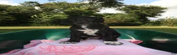 Mixed Breed dogs for sale: Emerald - Ad 2