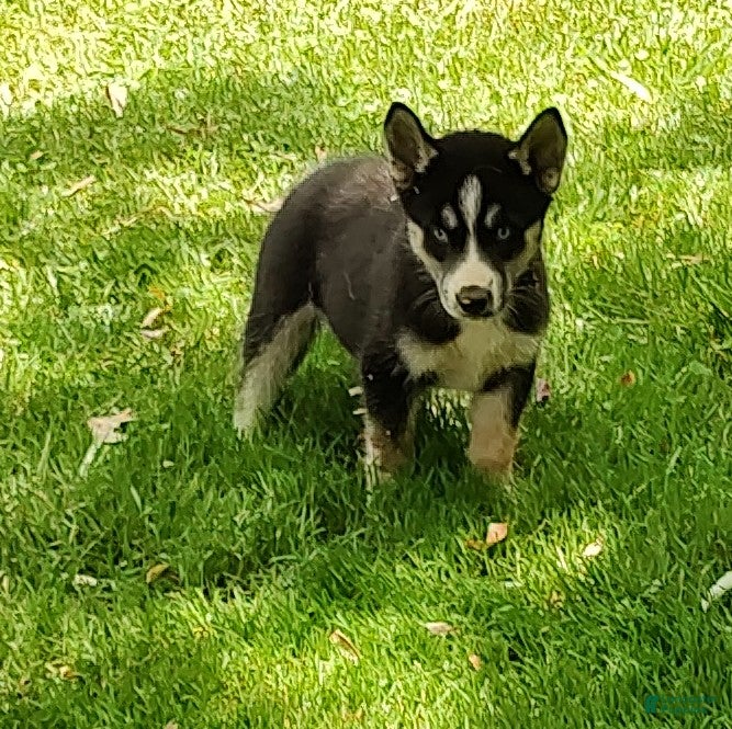 Siberian Husky dogs Sonya's male 4 - Ad 21