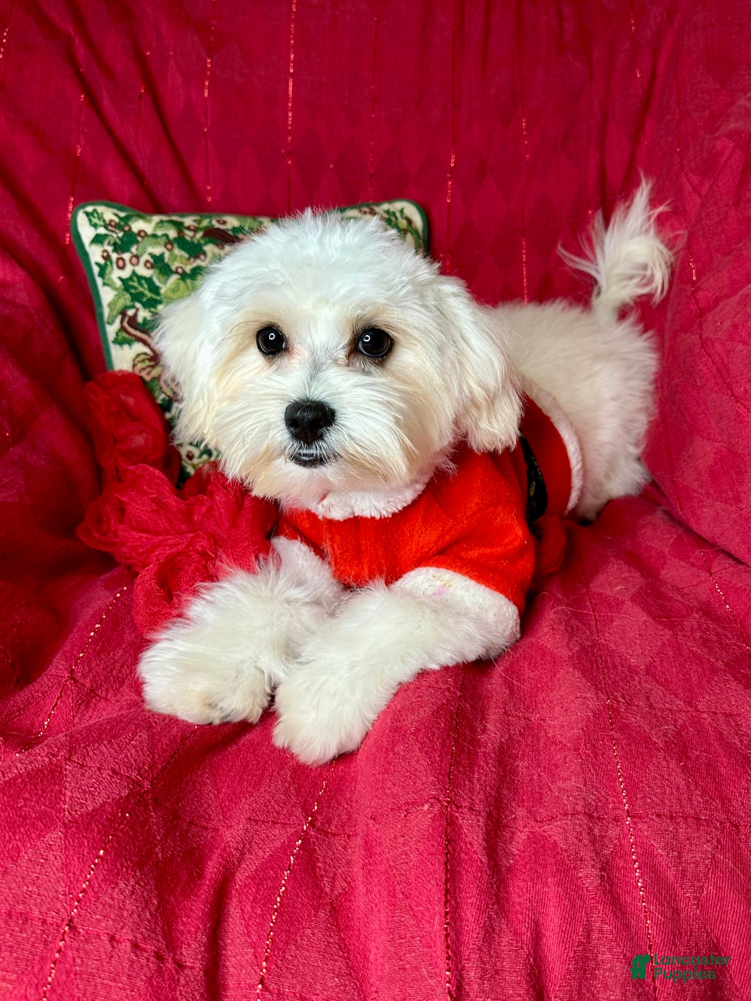 Maltese dogs for sale: Lemon - Ad 3