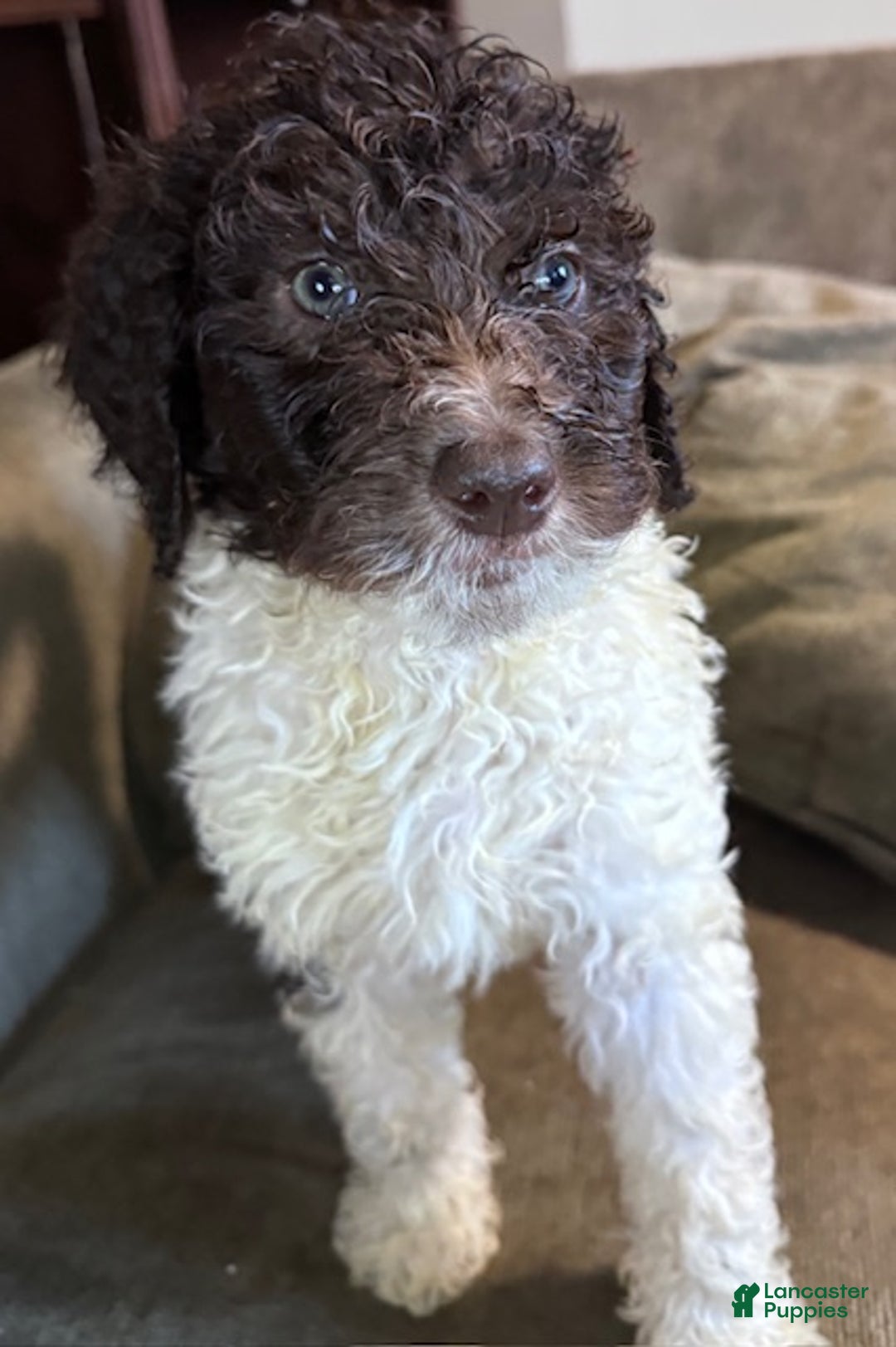 Standard Poodle dogs for sale: Standard Poodle Puppy 7 - Ad 1