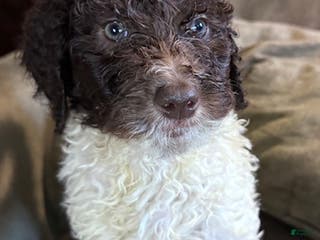 Standard Poodle dogs Standard Poodle Puppy 7 - Ad 18