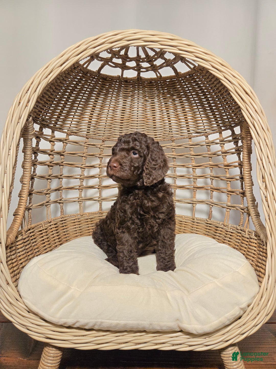 Goldendoodle dogs for sale: Chocolate - Ad 5
