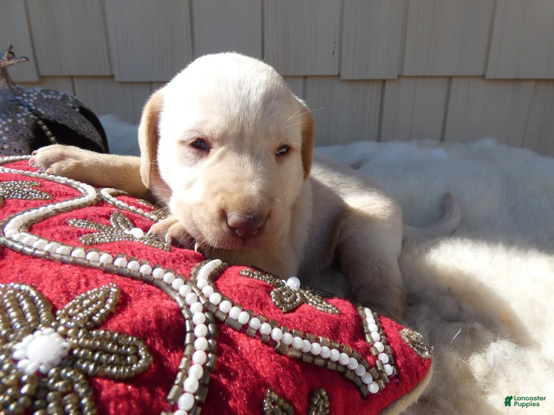 Labrador Retriever dogs for sale: Labrador Retriever 1 Daffiadil - Ad 2