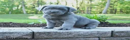 Cane Corso dogs for sale: Anthany Wayne - Ad 1