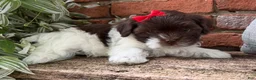 Havapoo dogs for sale: Bella - Ad 8