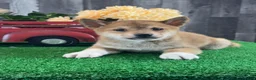 Shiba Inu dogs for sale: Icy - Ad 6
