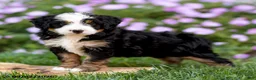 Mini Bernedoodle dogs for sale: George - Ad 6
