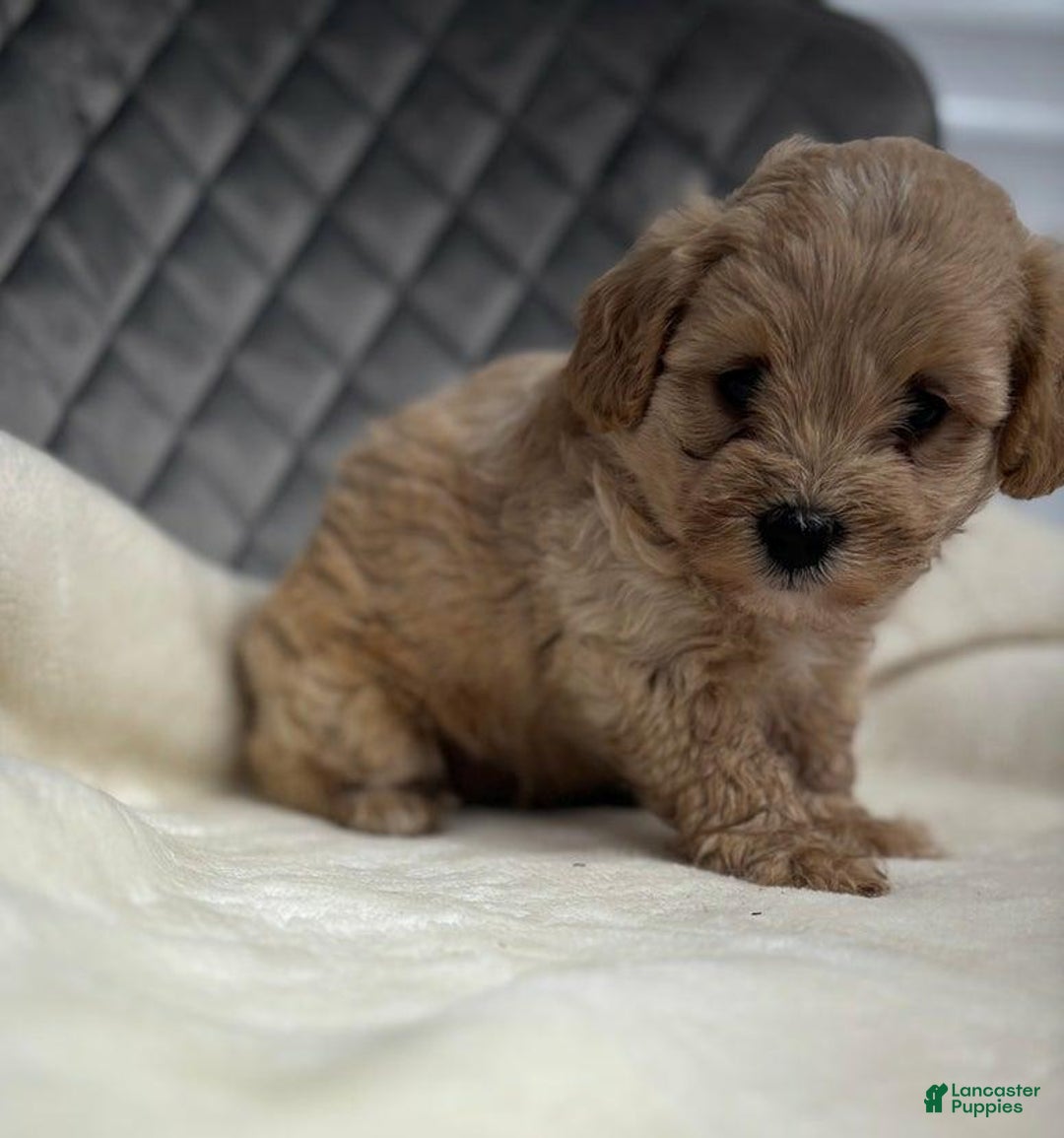 Maltipoo dogs for sale: Sofia - Ad 7