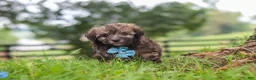 Havanese dogs for sale: Winston - Ad 3