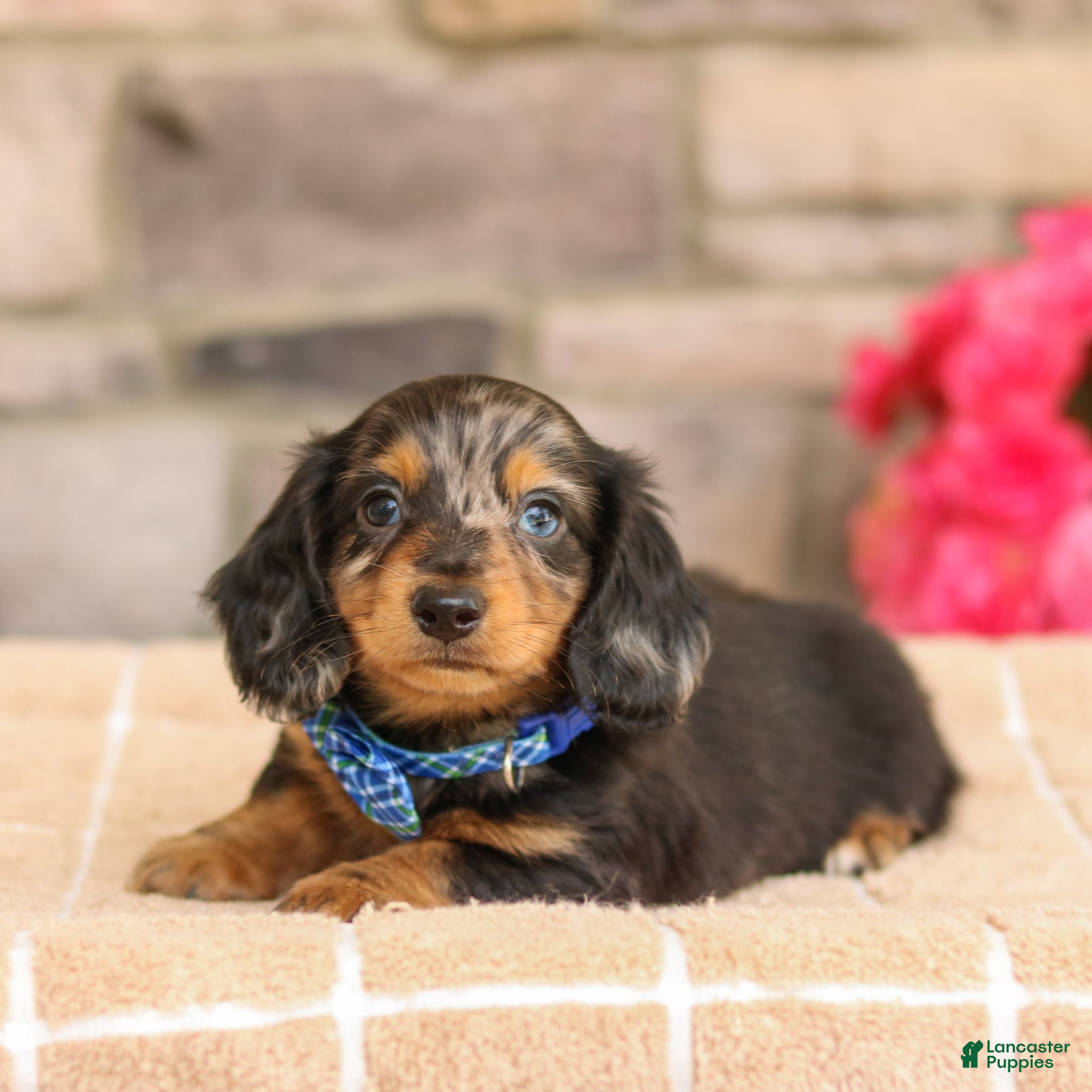 Miniature Dachshund dogs Miles - Ad 1