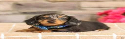 Miniature Dachshund dogs for sale: Miles - Ad 1