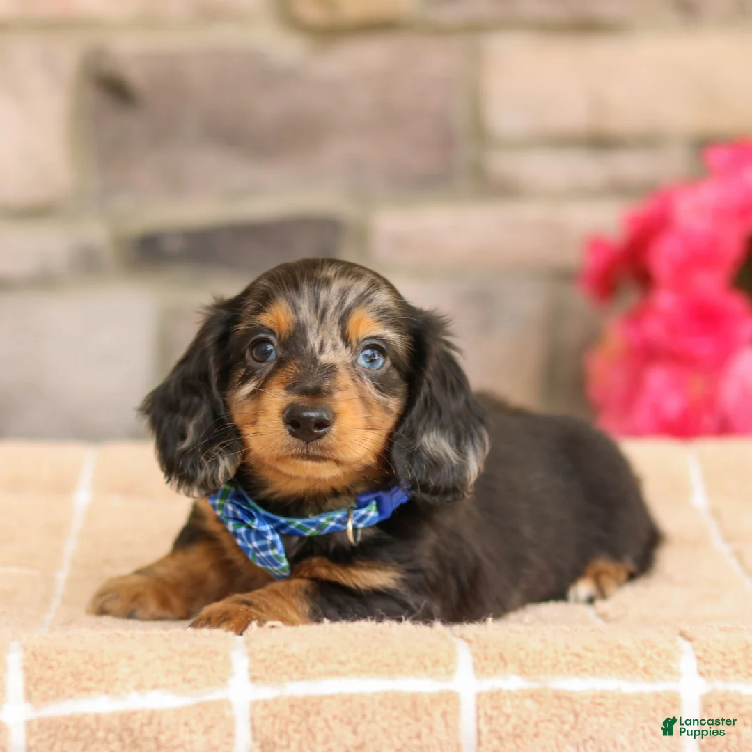 Miniature Dachshund dogs for sale: Miles - Ad 1