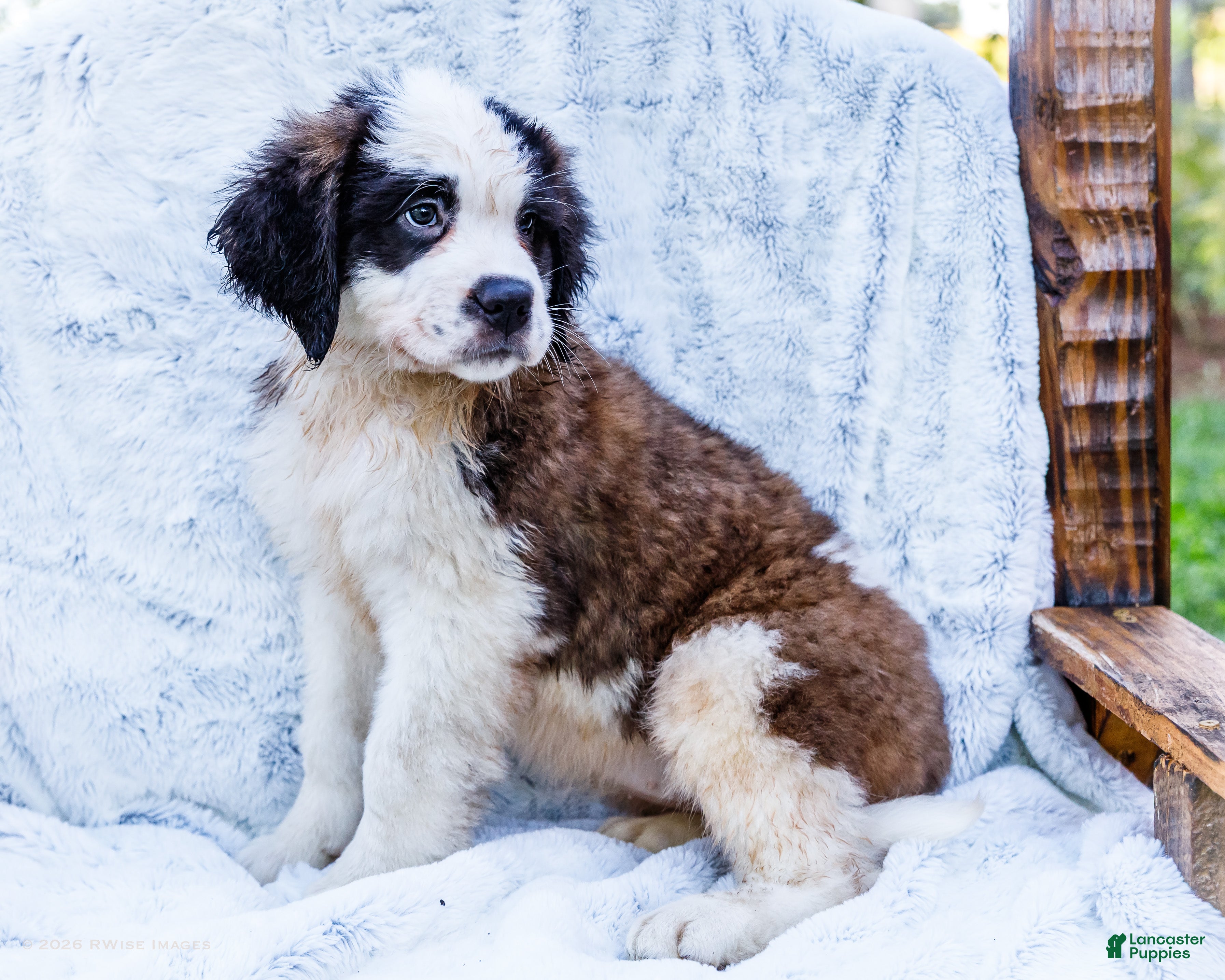 Saint Bernard dogs Smarty - Ad 1