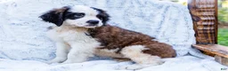 Saint Bernard dogs for sale: Smarty - Ad 5