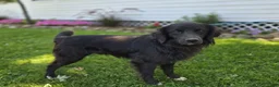 Mixed Breed dogs for sale: Trigger - Ad 4
