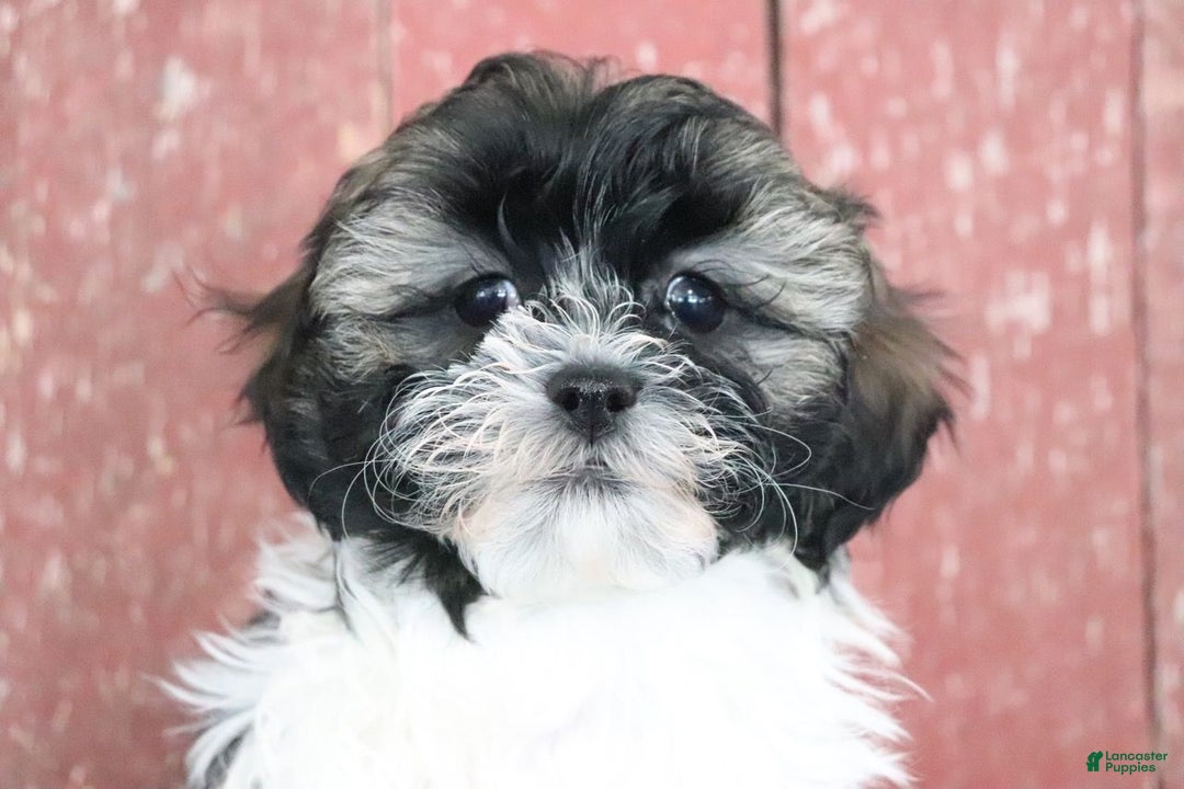 Shihpoo dogs for sale: Makayla - Ad 2