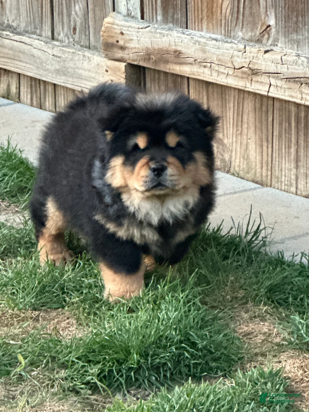 Chow Chow dogs for sale: Teddy  - Ad 1