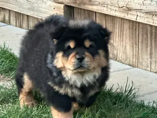 Chow Chow dogs Teddy - Ad 6