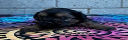 Yorkiepoo dogs for sale: Chaz - Ad 3