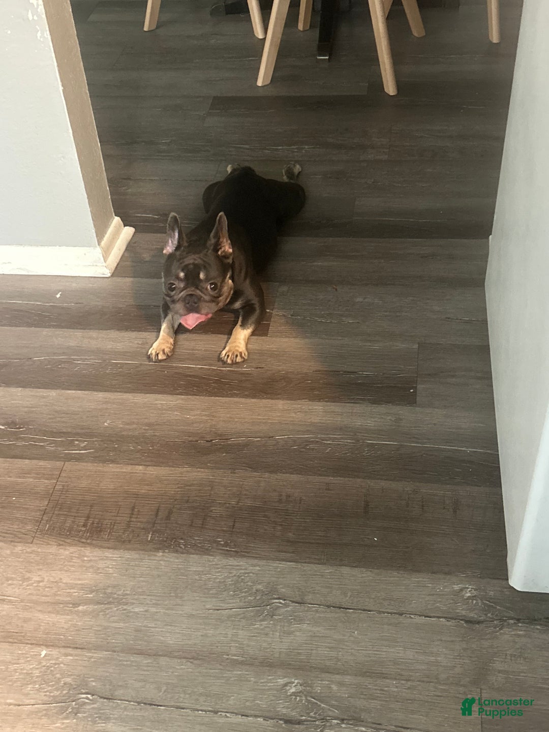 French Bulldog dogs for sale: French Bulldog Puppy  - Ad 9