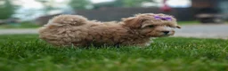 Havapoo dogs for sale: Ellie Mae 💛🐾 - Ad 3