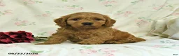 Cockapoo dogs for sale: Cindy - Ad 1