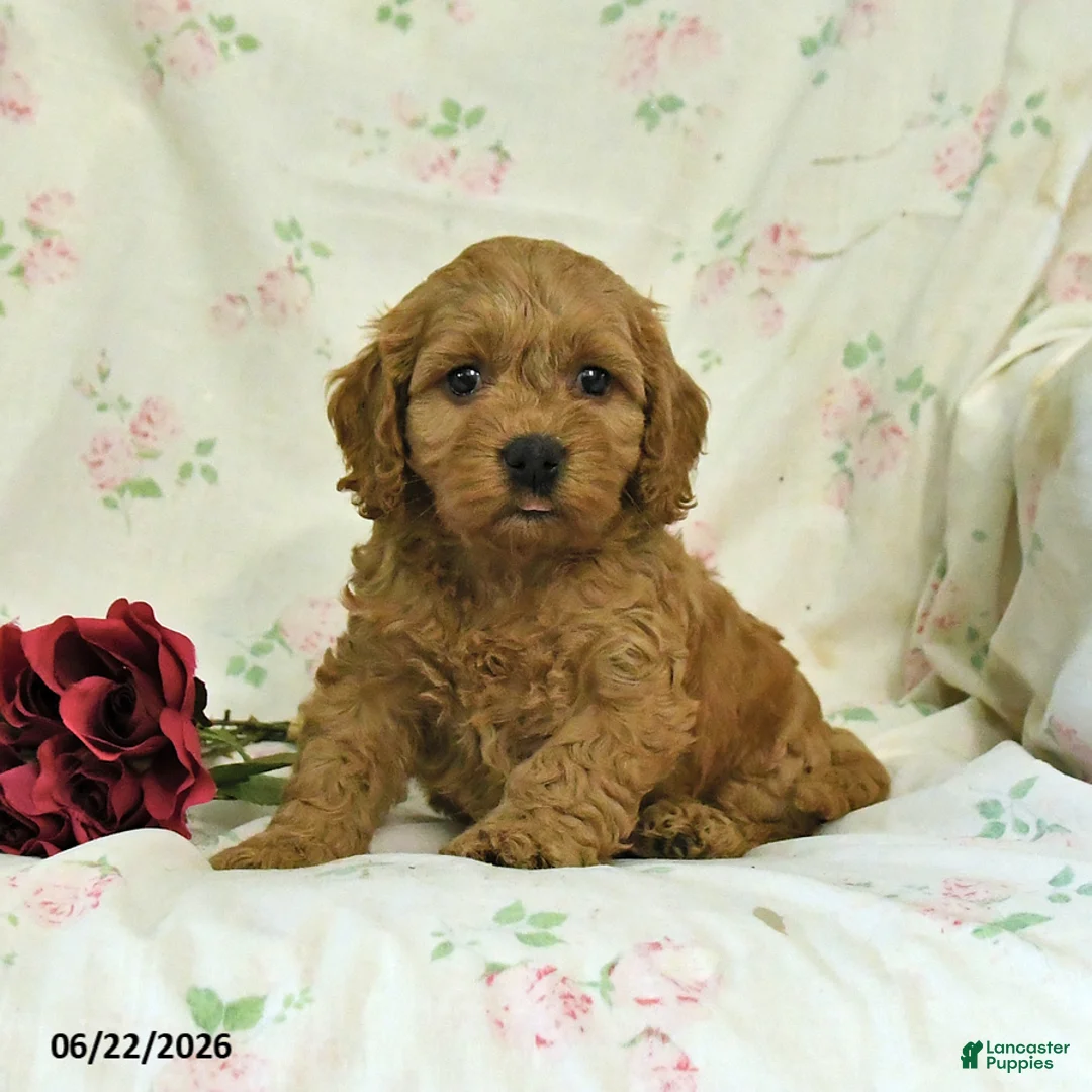 Cockapoo dogs for sale: Cindy - Ad 1