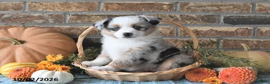 Heidi