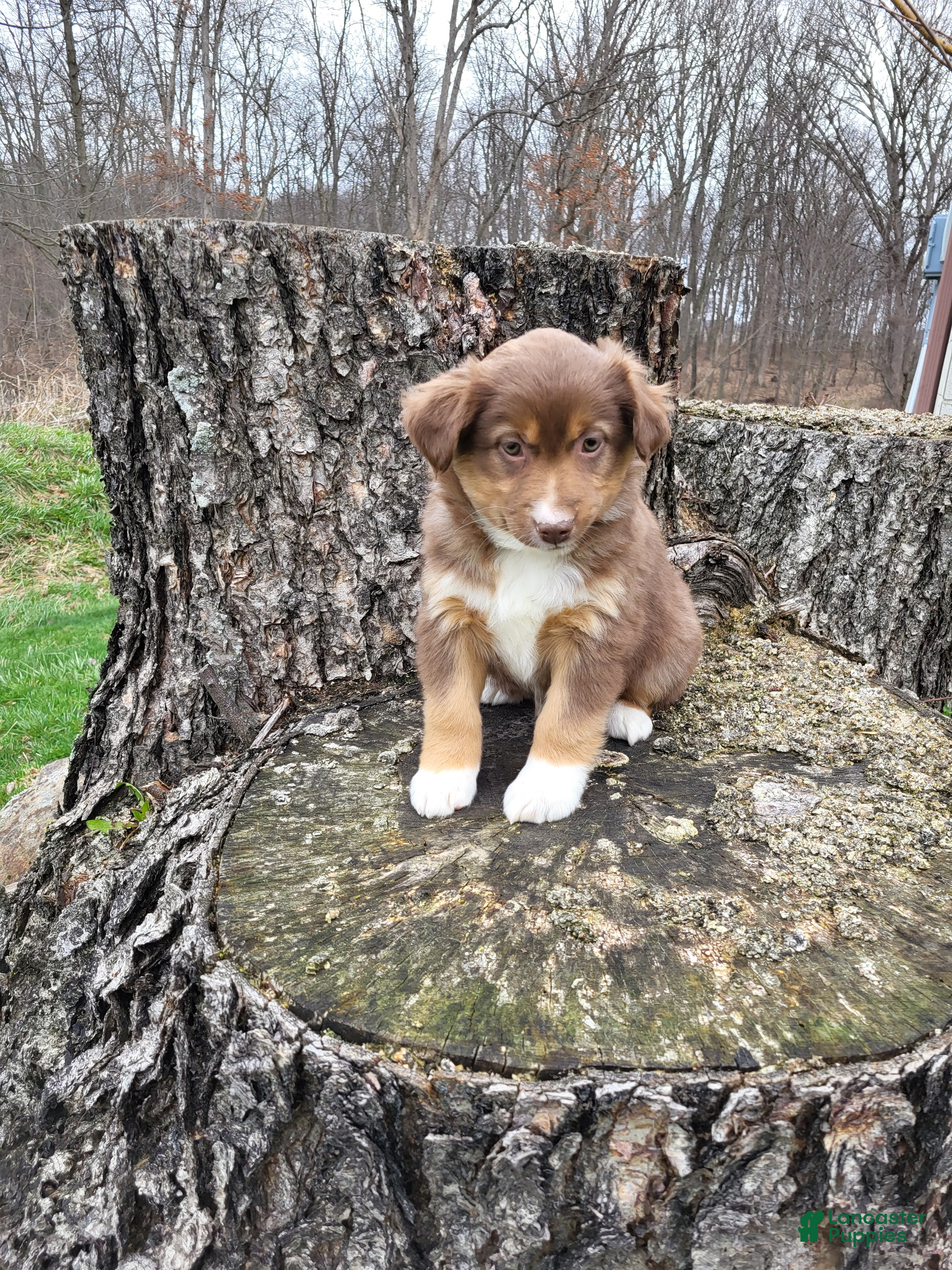 Australian Shepherd dogs Pam - Ad 1