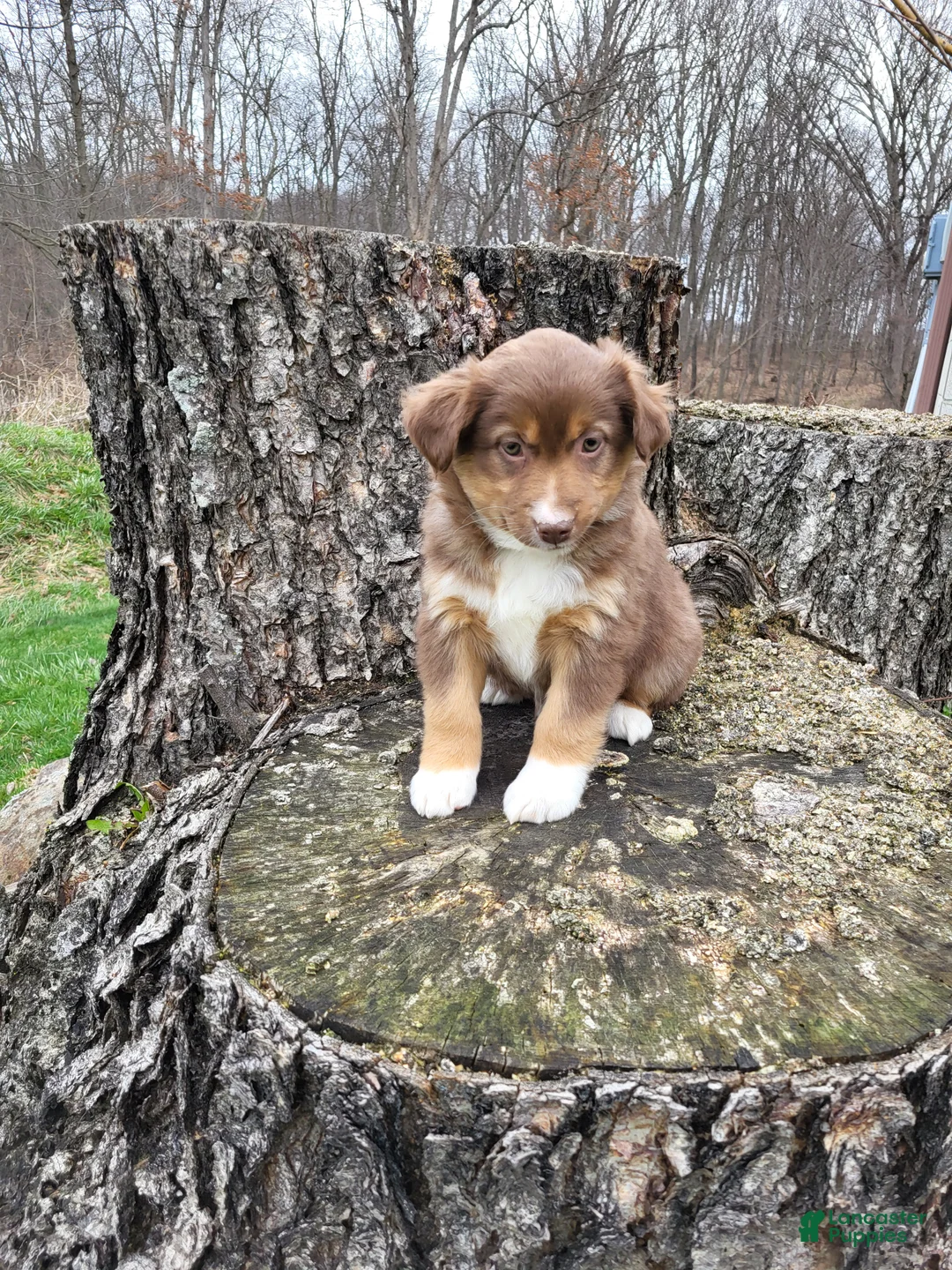 Australian Shepherd dogs for sale: Pam - Ad 1