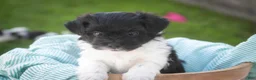 Havanese dogs for sale: Goldie Havanese  - Ad 13
