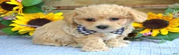 Maltipoo dogs for sale: Toby - Ad 4