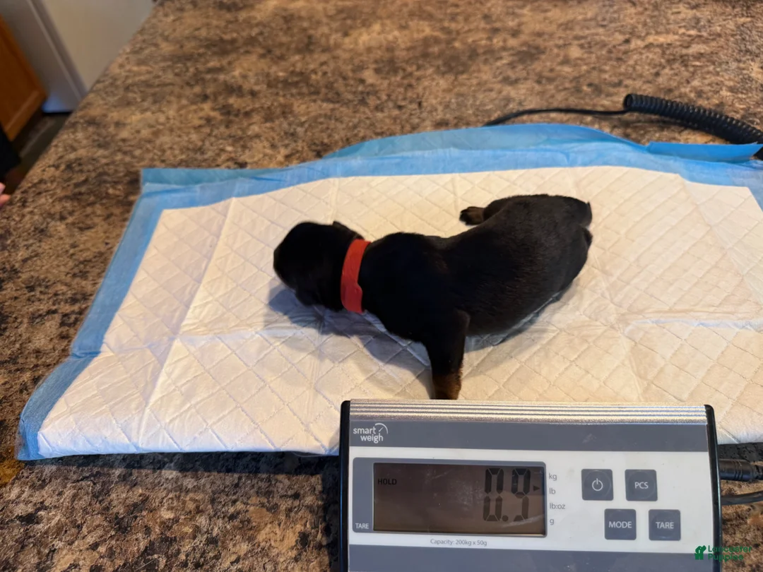 Rottweiler dogs for sale: Jax’s  - Ad 1
