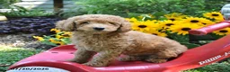 Cockapoo dogs for sale: Breeze - Ad 2