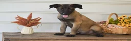 Belgian Malinois dogs for sale: Danny - Ad 1