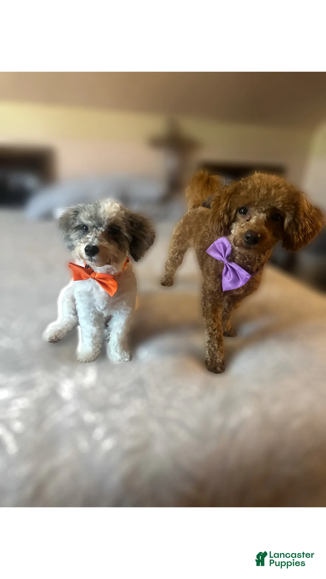 Toy Poodle dogs for sale: Caramelo - Ad 4