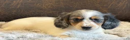 Miniature Dachshund dogs for sale: Twilight  - Ad 7