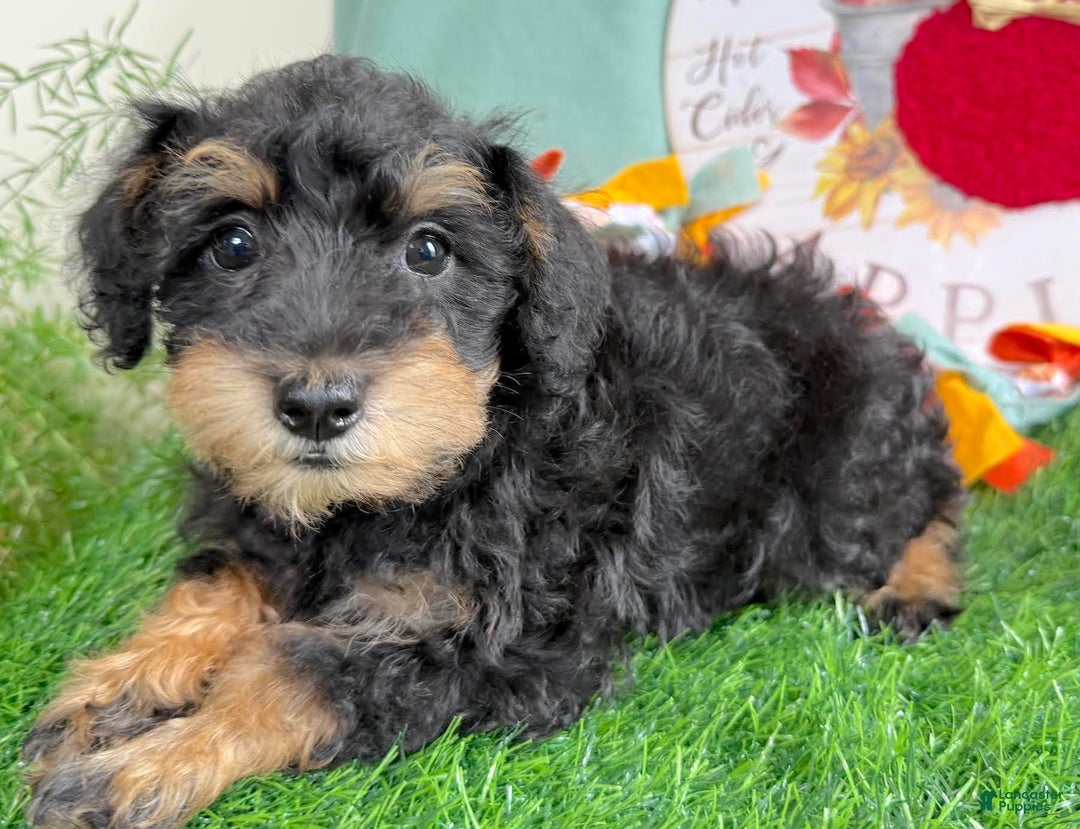Schnoodle dogs for sale: Isaiah - Ad 31