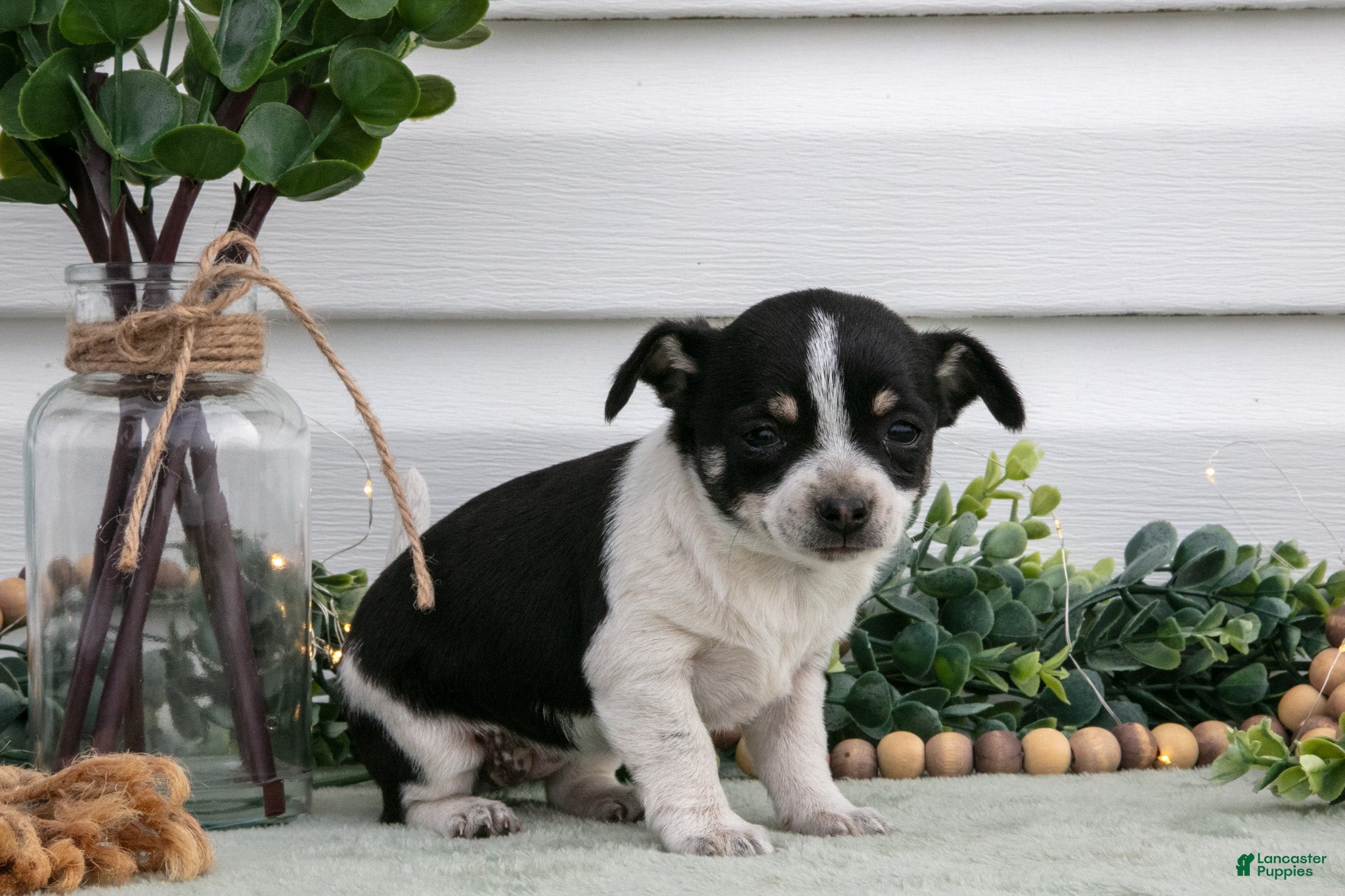 Chihuahua dogs Pixie - Ad 2